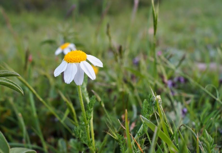 Haixeder: Plantas silvestres de Zierbena (XII)