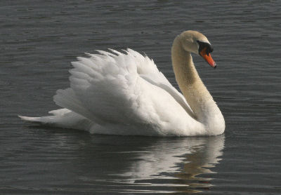 Mute Swan Attack