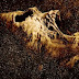 The Pyramid, 2014. Terror no deserto egípcio. Trailer.