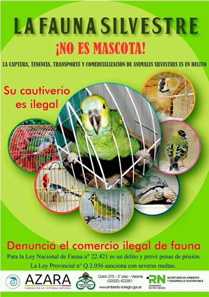 No al mascotismo