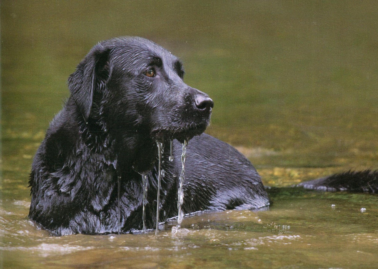 Black Dog Water Spirit Christian Black Dog Water Spirit Christian
