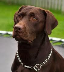 Labrador Retriever Dog Pictures