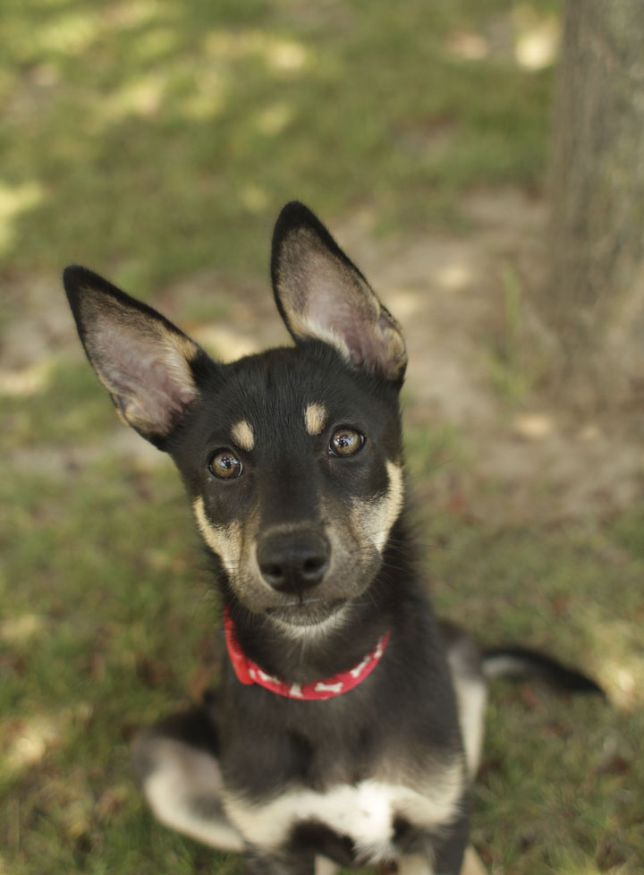 kelpie x rottweiler puppies for sale rottweiler kelpie mix breeds picture kelpie x rottweiler puppies for sale rottweiler kelpie mix breeds picture