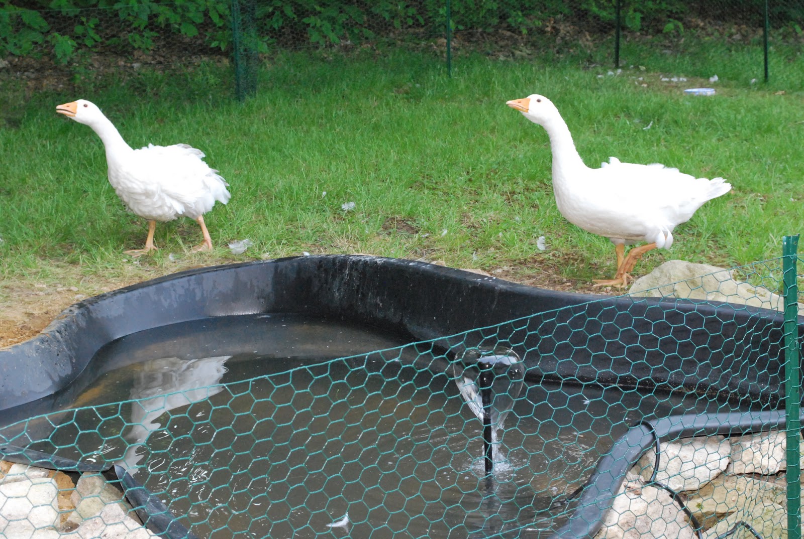 Pond makeover Feathers in the woods