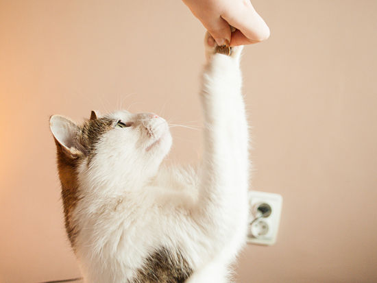 Cat Lover Cat Training How To Train Your Cat To Sit