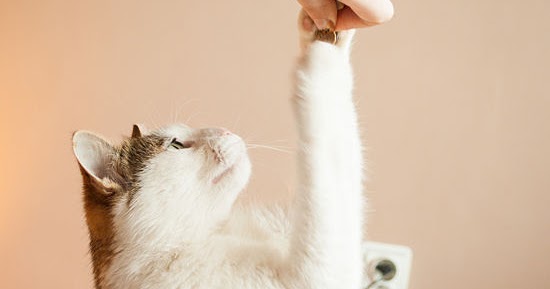 Cat Lover Cat Training How To Train Your Cat To Sit