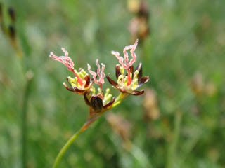 Juncus gerardii