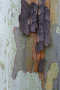 David's plane tree bark