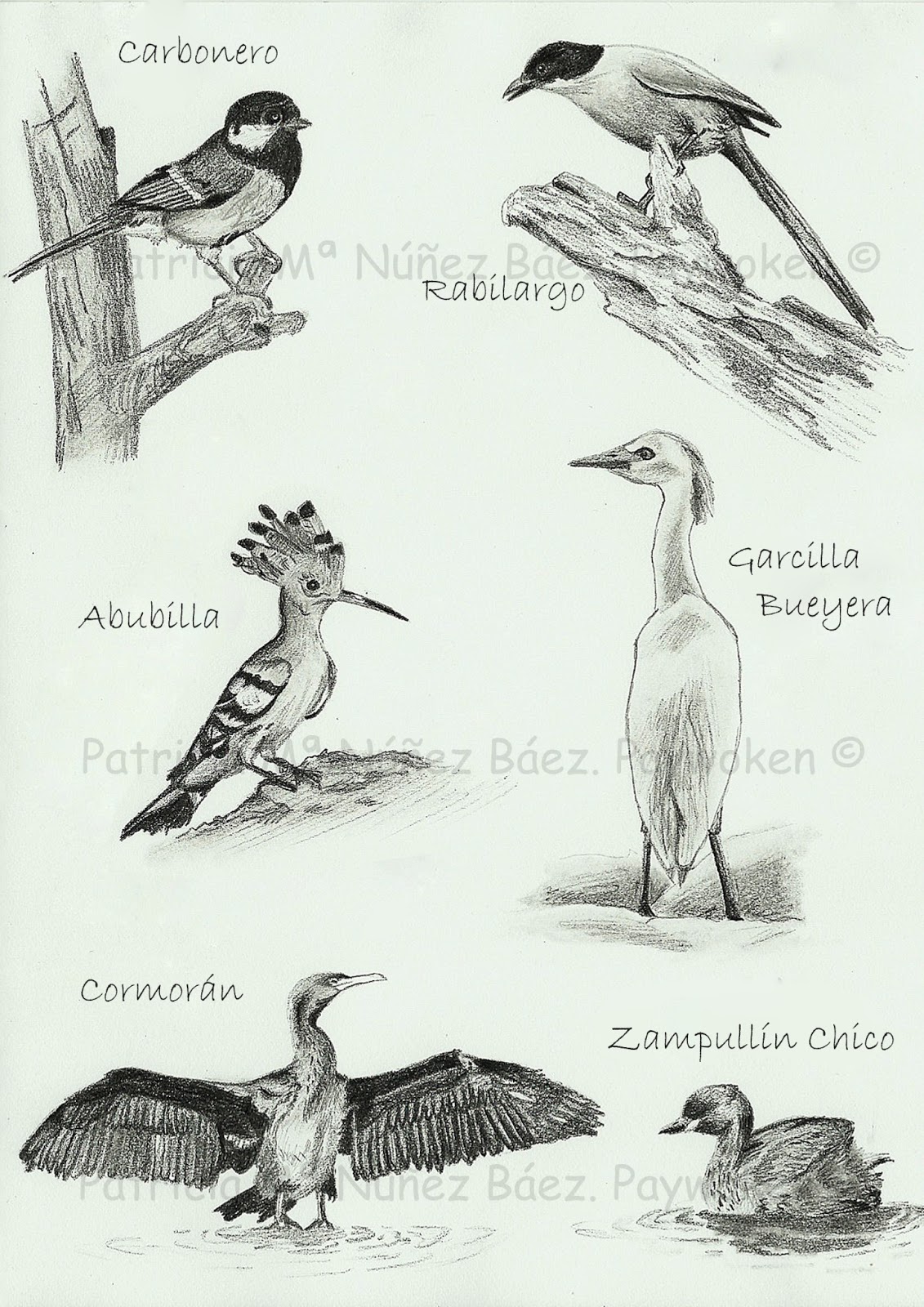 Paywoken. Pintura Artística Profesional Dibujos a lápiz para Platalea