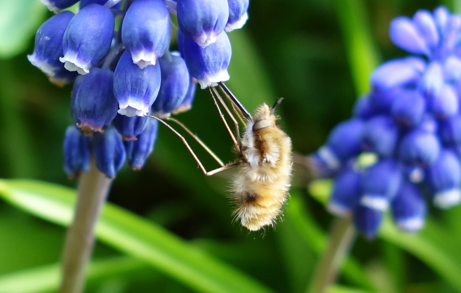 Urban Pollinators More early spring flowers for pollinators