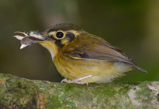 White-Throated Spadebill, Platyrinchus mystaceus