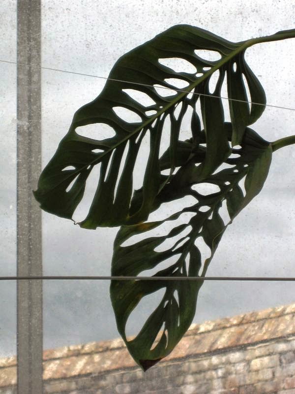 Leaves of a Swiss cheese plant in front of a window