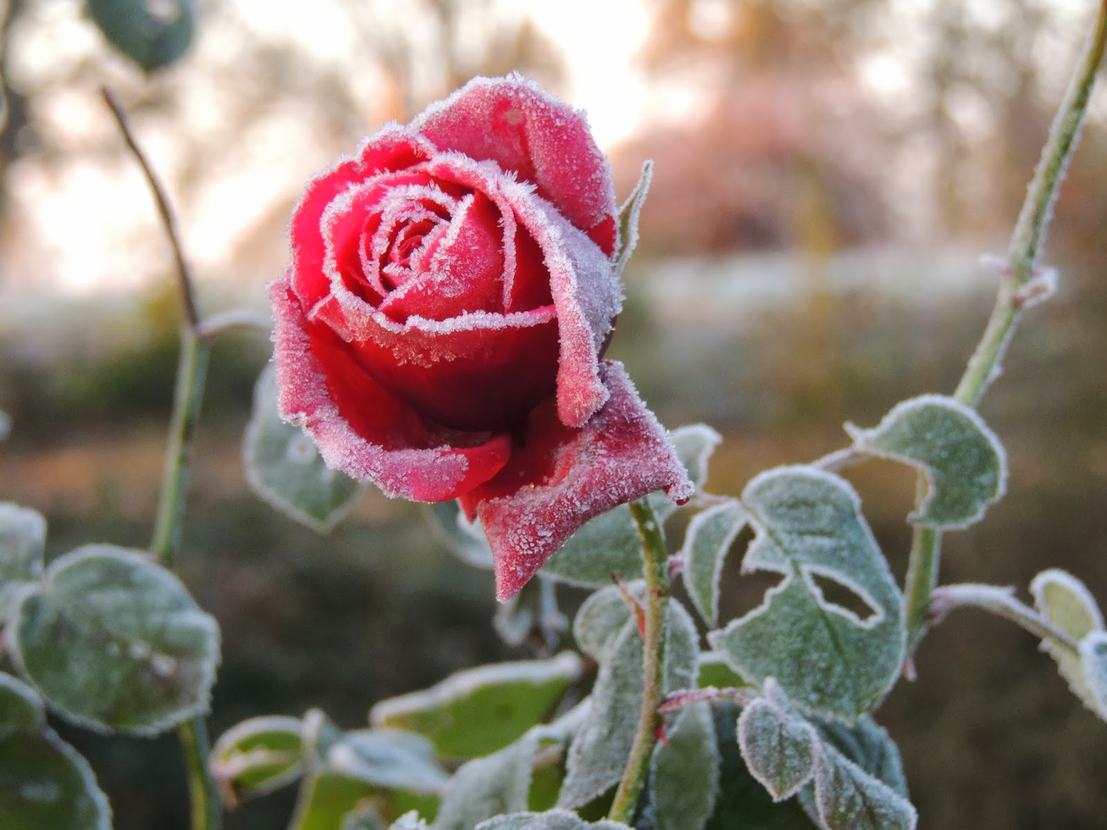 Afficher l’image source