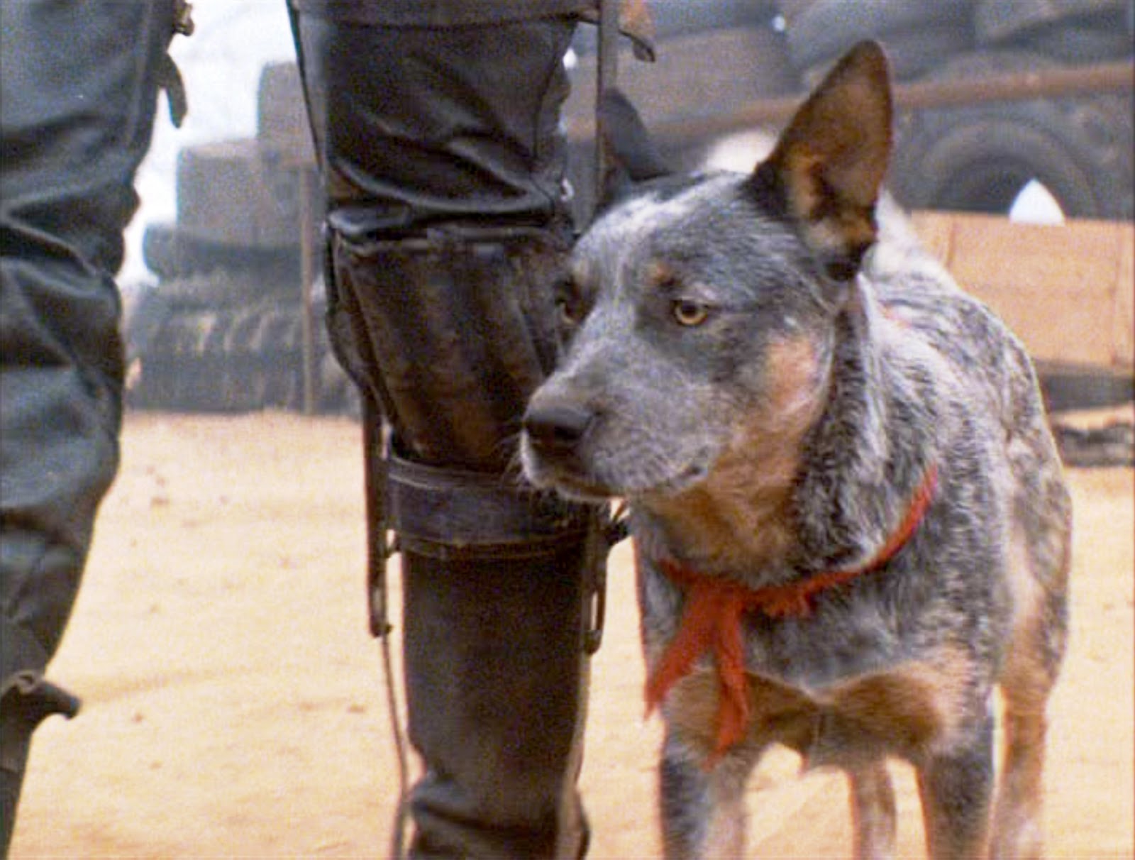 Dog Mad Max