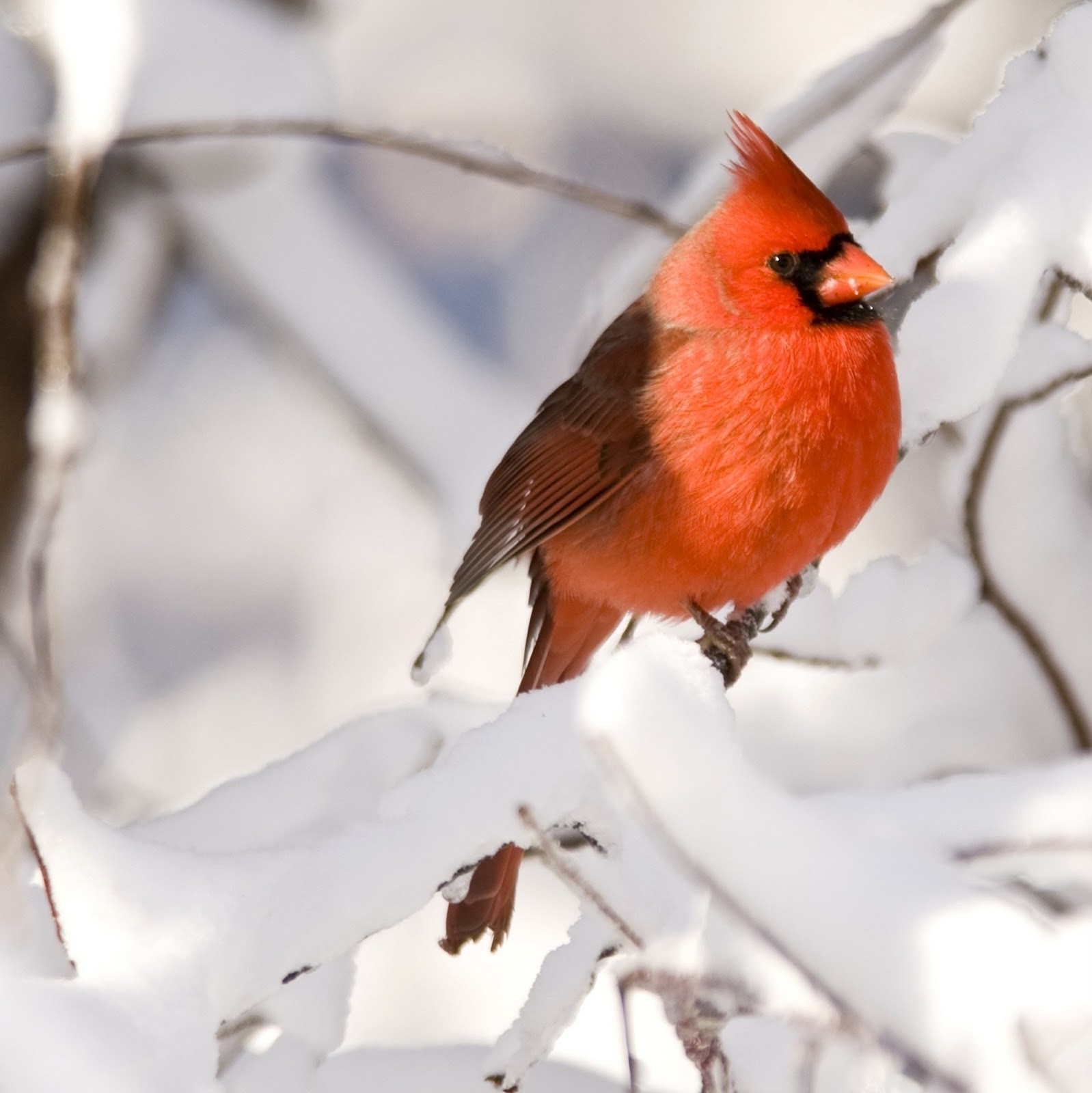 Flock Of Cardinals