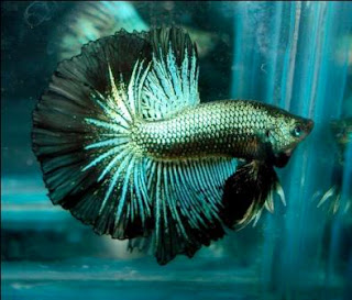 gambar ikan cupang ganas gambar ikan cupang ganas