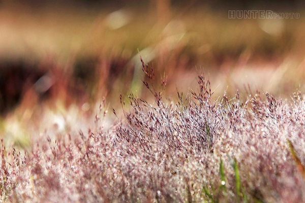 [Image: Sac-hong-lang-mang-voi-doi-hoa-co-dai-Da-Lat-6.jpg]