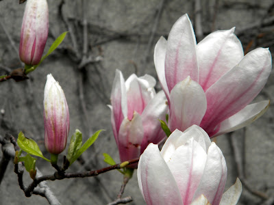 Magnolia x soulangeana