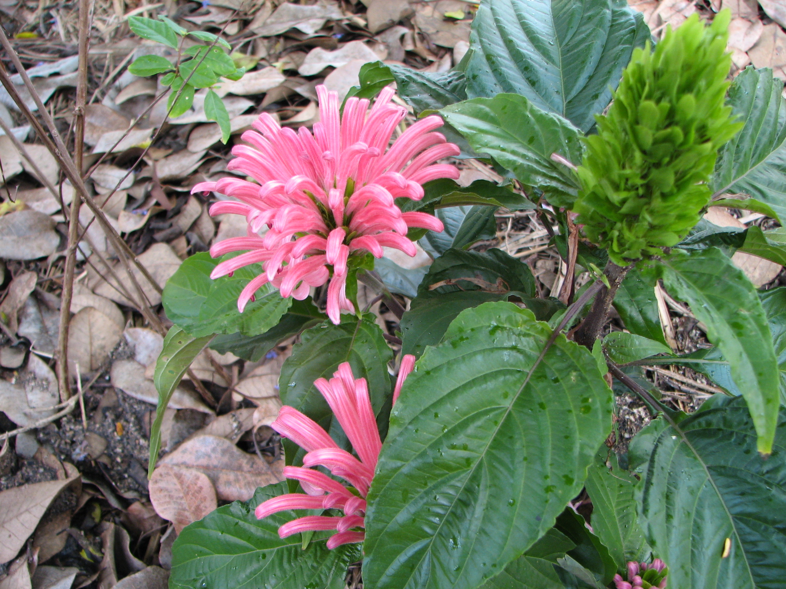 Bush Bernie&rsquo;s Blog: Flower Flaunt on a Skywatch Friday Here They Come!