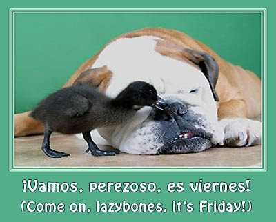 Bulldog and duckling