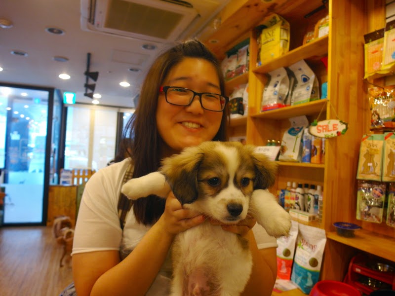 Ewha University Summer Studies Travel Seoul Korea Bauhouse Dog Cafe Hapjeong Directions lunarrive blog singapore