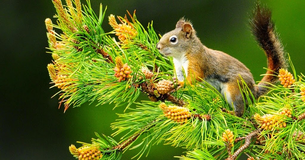 Wallpaper Hewan Tupai Imut dan Pemandangan Alam Wallpaper Pemandangan HD