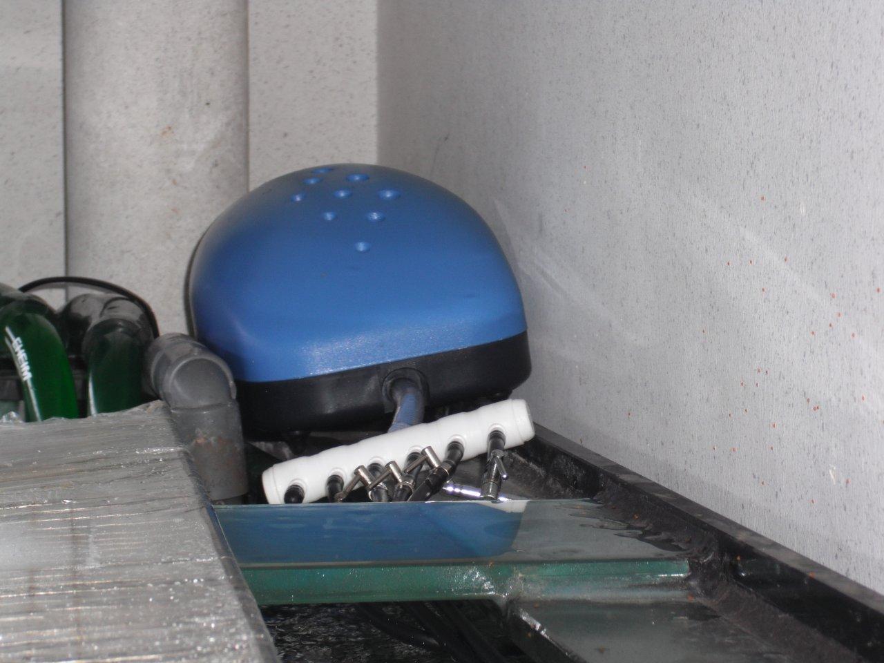 My Aquarium Too much free time anyway Air Pump and Air Stone Upgrade