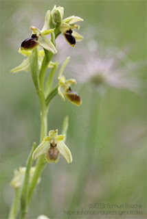 Macro Ophrys orchidée sauvage photo nature