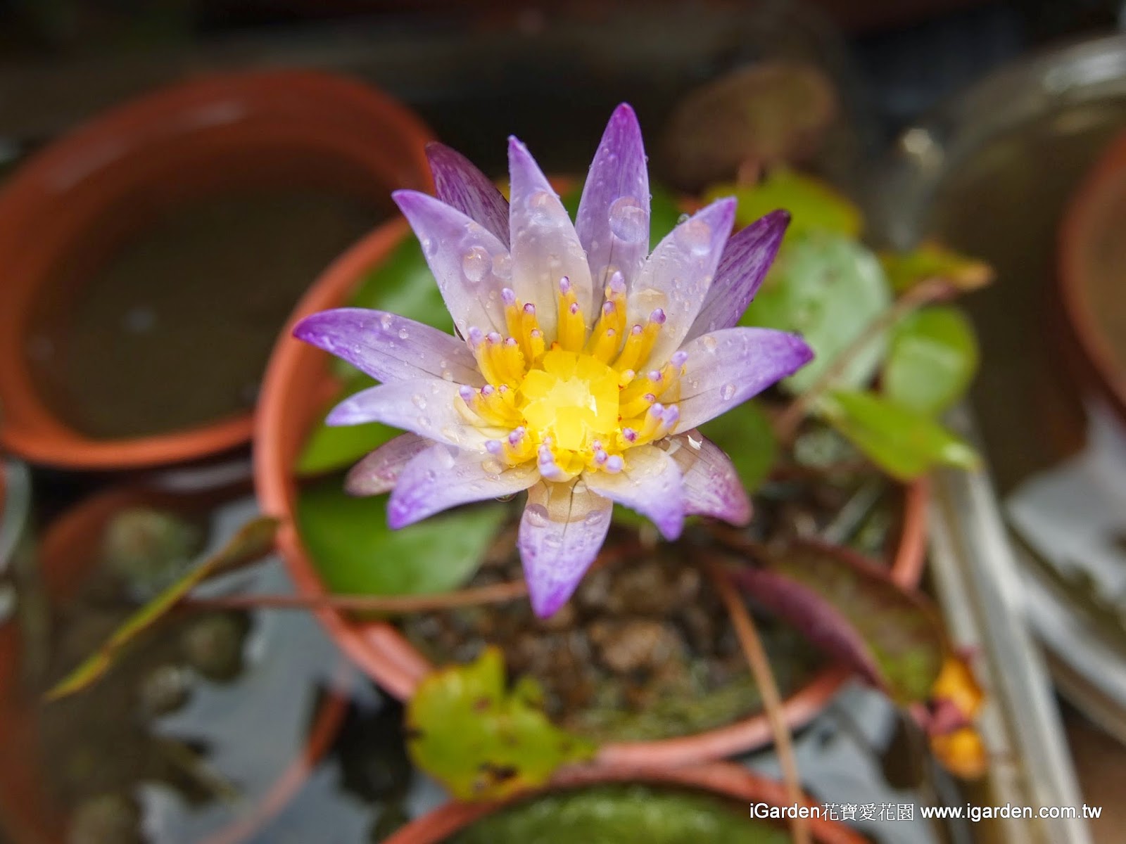 八月開什麼花 14年8月頂樓花園實錄 園藝部落格 Igarden 花寶愛花園園藝文摘plus