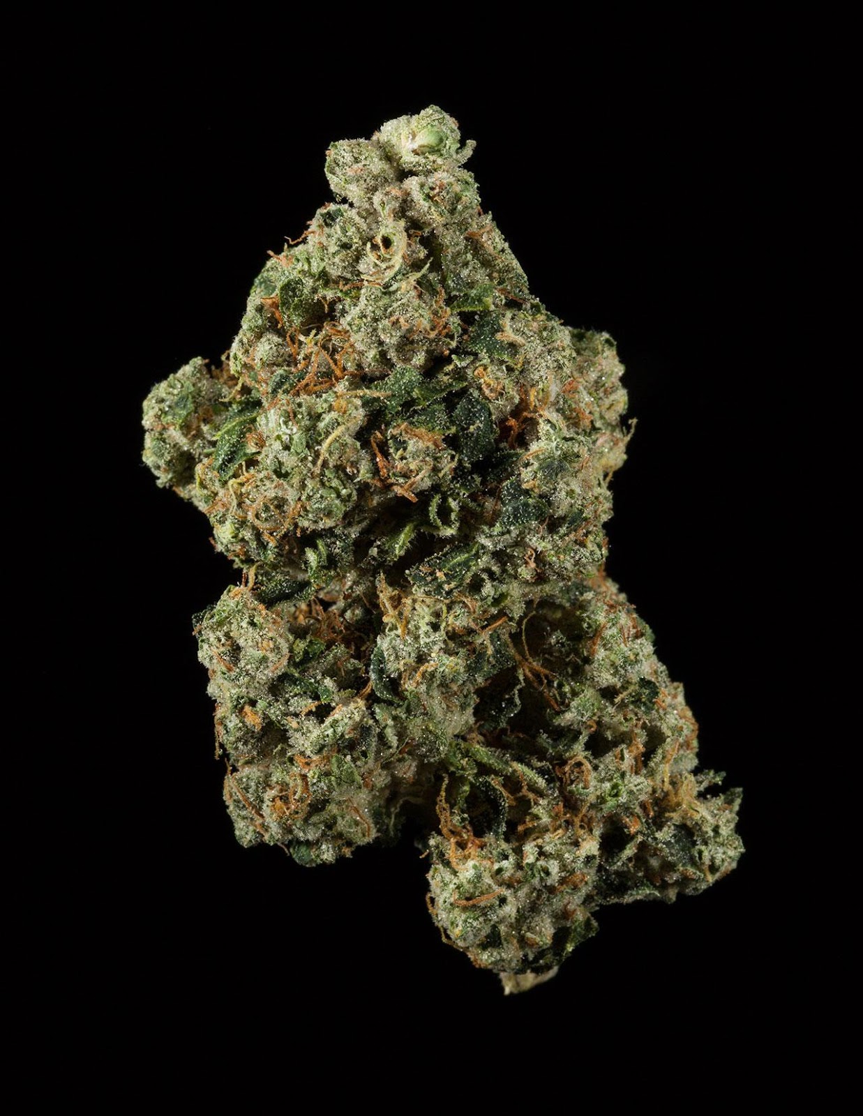 Kosher Kush Santa Cruz Veterans Alliance Kosher Kush Santa Cruz Veterans Alliance