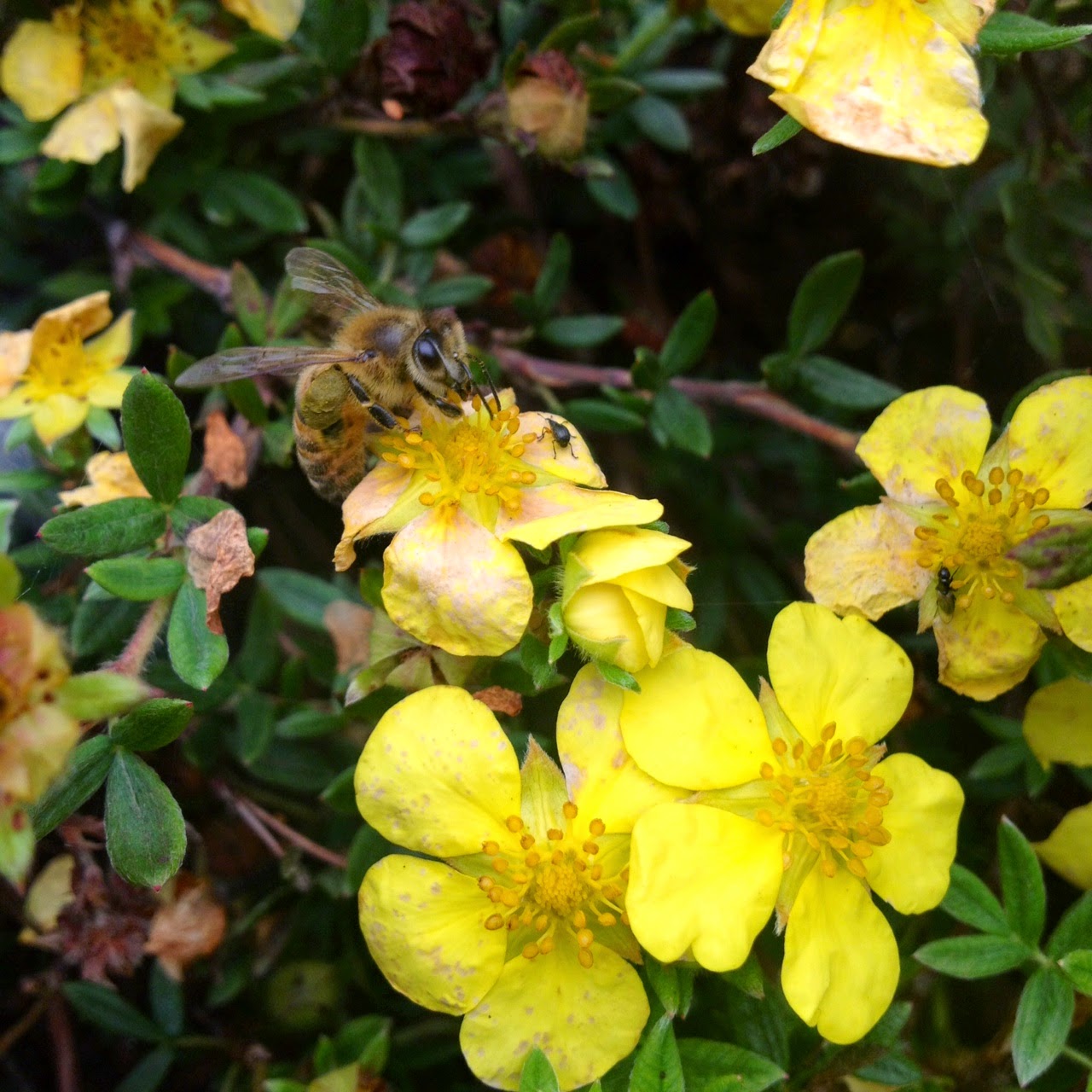 Che Guebee Apiary I know where the oliveyellow pollen comes from!