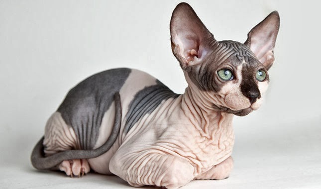 Very Thin Short Cat Breed Very Thin Short Cat Breed