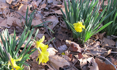 daffodil time is here!