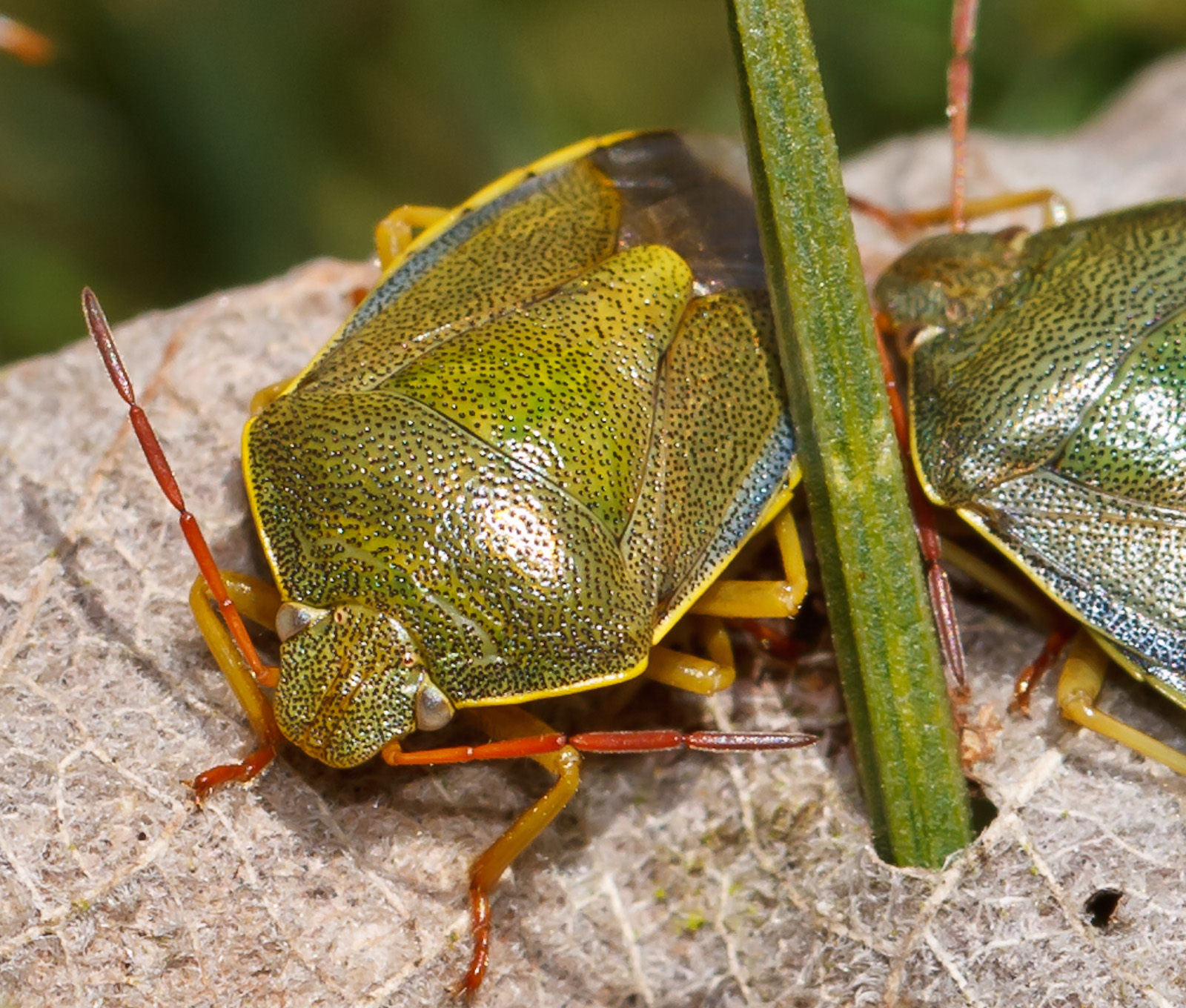 Focus On Wildlife Shield Bugs