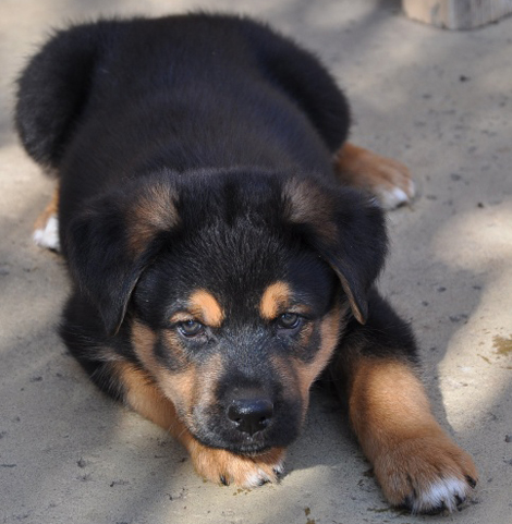 German Shepherd And Rottweilermixedpuppy