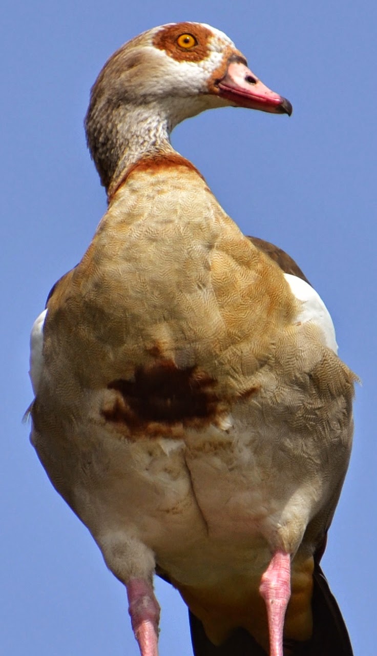 dating for blue collar