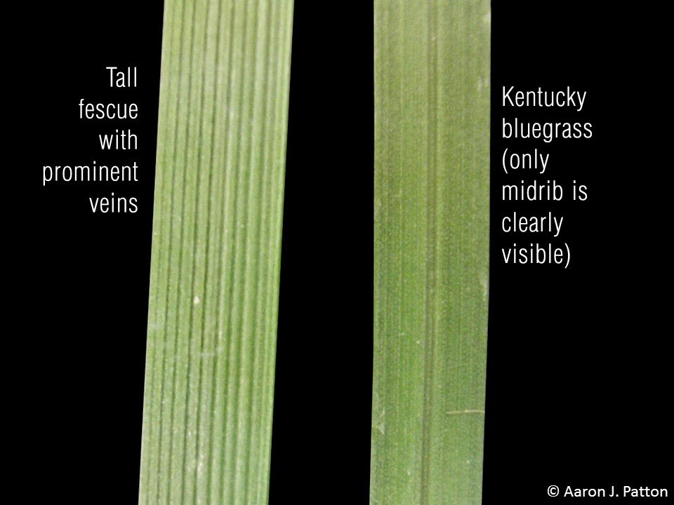 Purdue Turf Tips Weed of the month for March 2015 is Tall Fescue