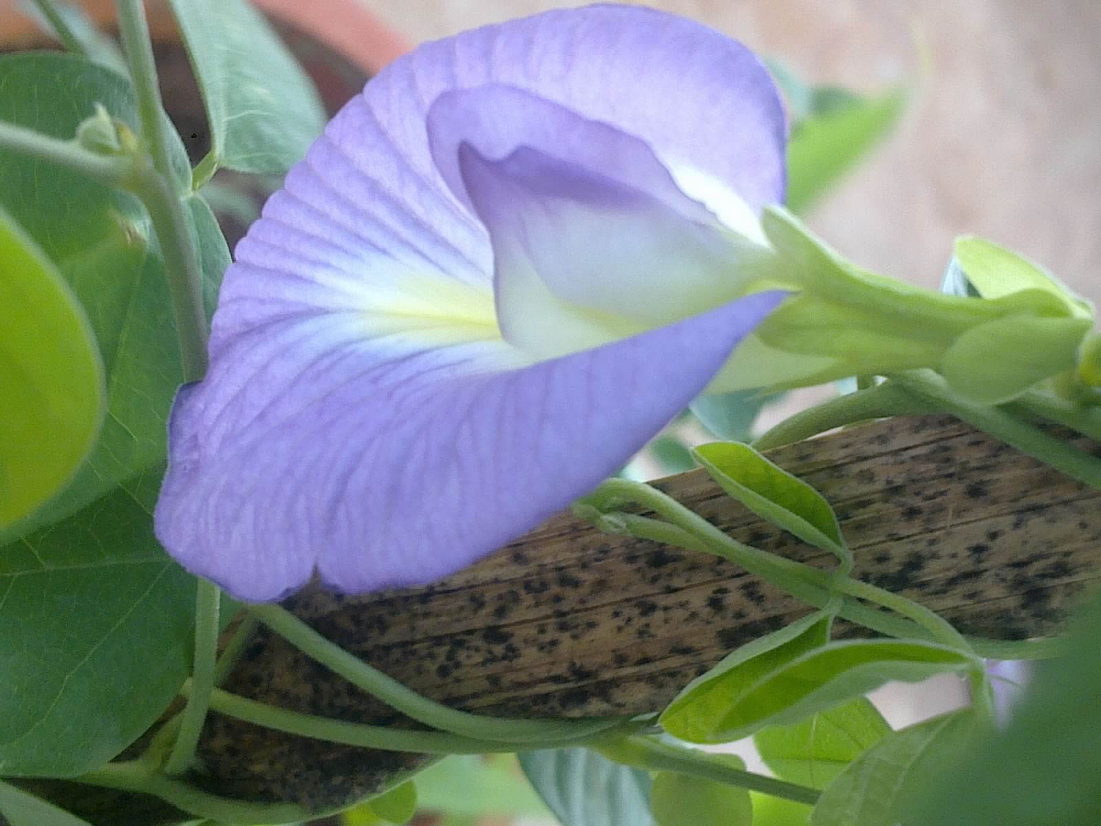 Plants Growing In My Potted Garden. How to Grow Butterfly