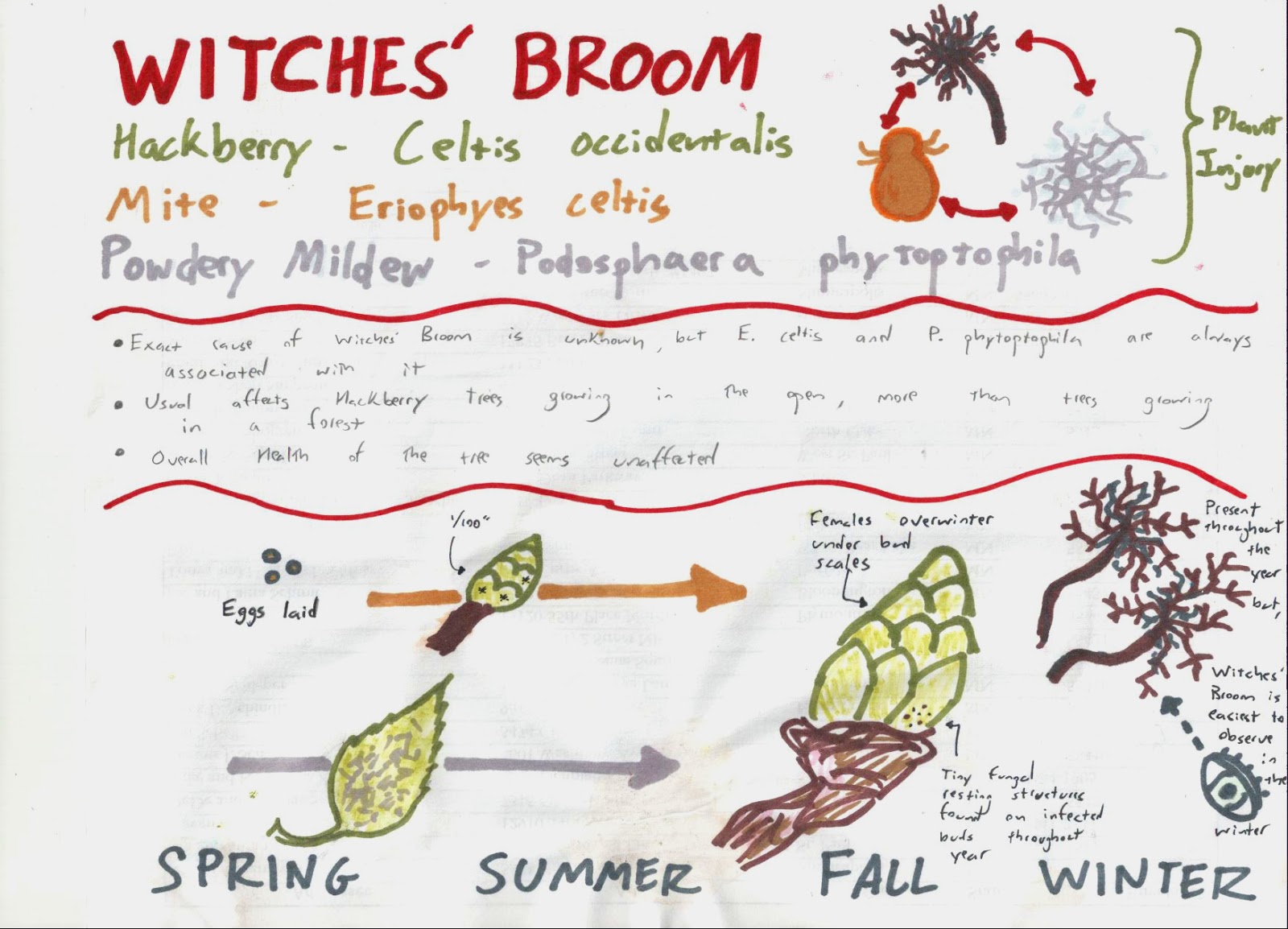 Distracted Naturalist Hackberry Witches' Broom