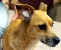 Como proteger os cães dos fogos de artifício Como proteger os cães dos trovões