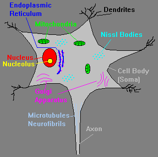 mcq-on-physiology-of-hearing