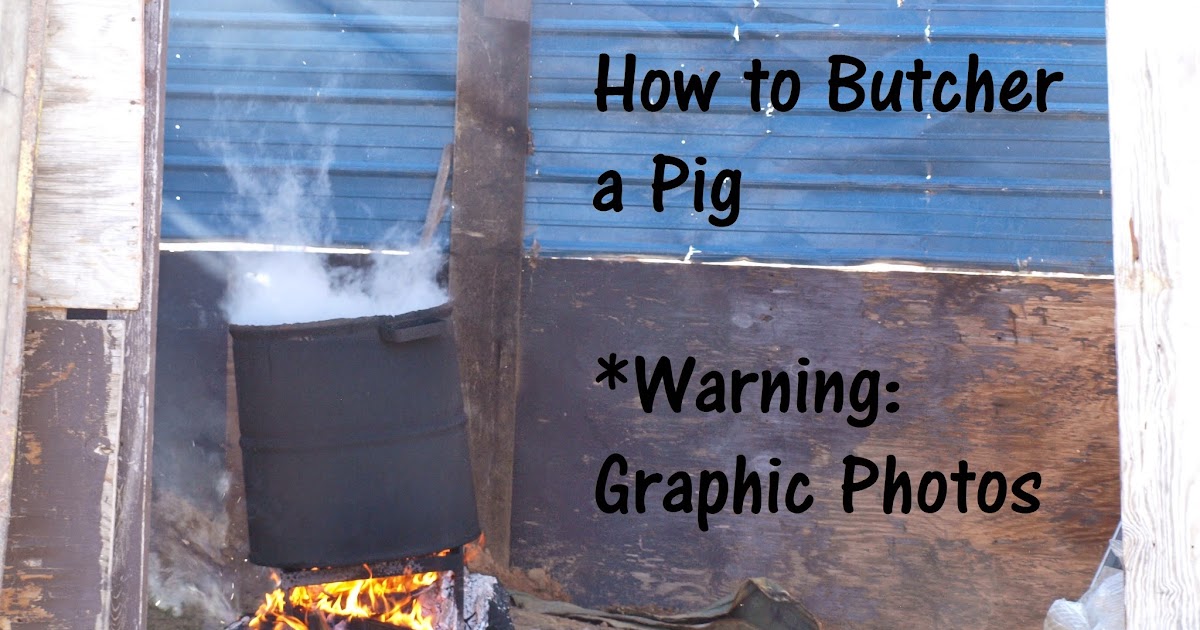 Tiny House Homestead Homestead Skills How to Butcher a Pig