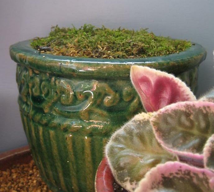 rosekraft Lily of the Valley Indoors