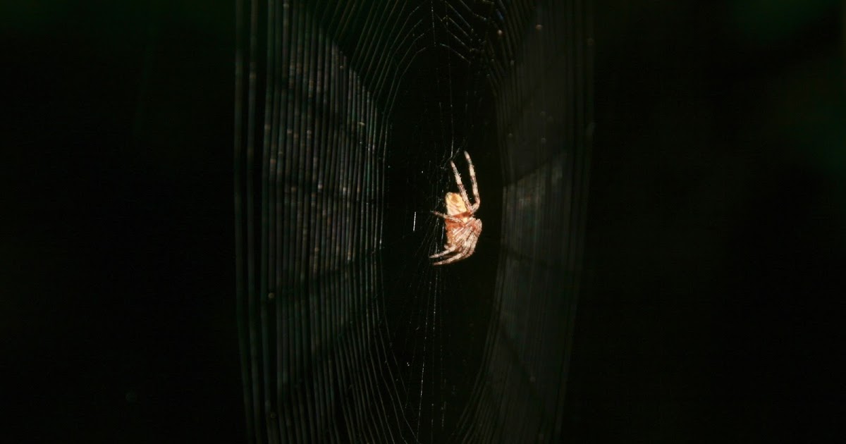 Spider s Use Electrostatic Charge To Effectively Catch Insects
