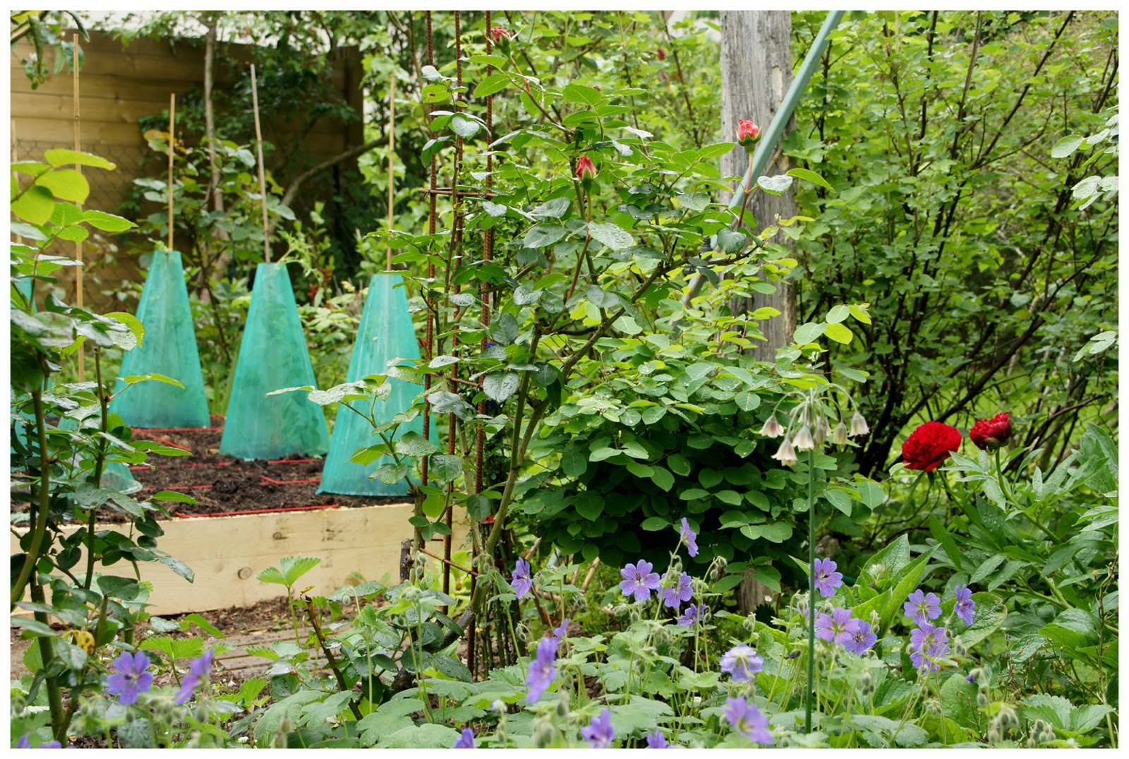 CERGIPONTIN Le potager en carrés Square foot gardening