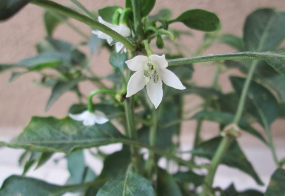 Design Green India Best Tips For Growing Chilli In Pot / Container