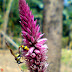 Klasifikasi Baroco (Celosia argentea) thumbnail