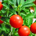 Herbs that destroy many cancers quick
