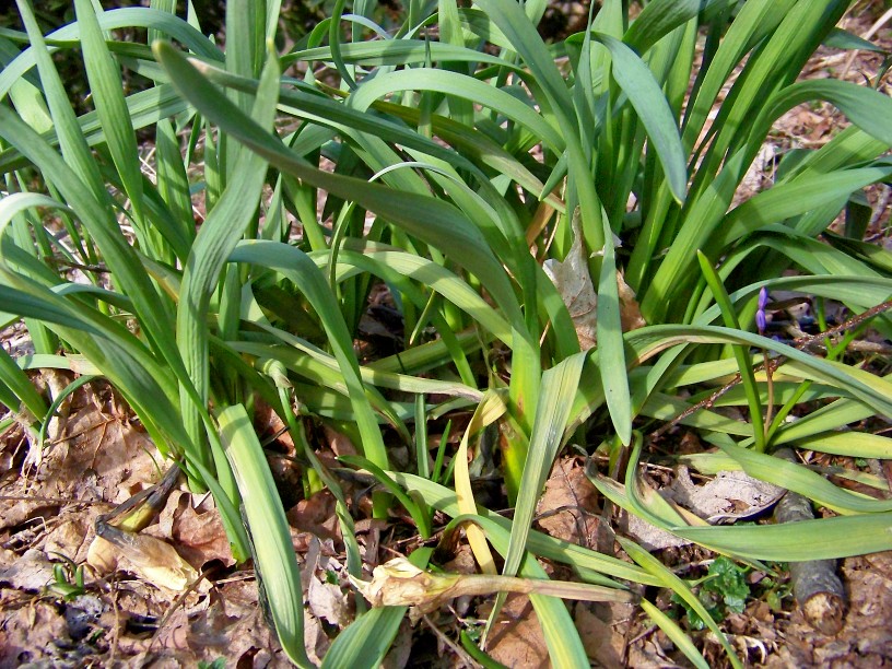 Outside Clyde The Death Of 10,000 Daffodils