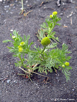 Matricaria matricarioides, Pineapple Weed or  Wild Chamomile.